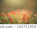 閃亮的紅花 142721954