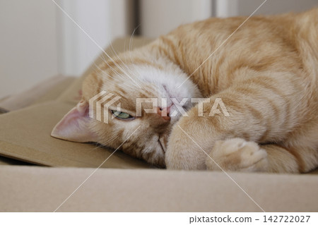 Daily scenery of cat parent and child Daily scenery of cat parent and child 142722027