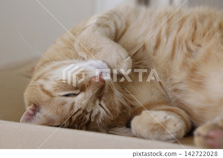 Daily scenery of cat parent and child Daily scenery of cat parent and child 142722028