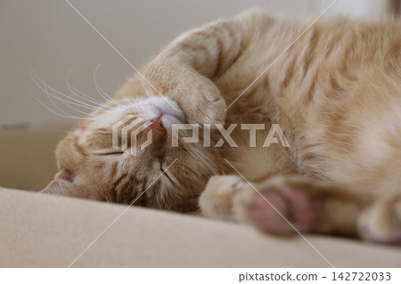 Daily scenery of cat parent and child Daily scenery of cat parent and child 142722033