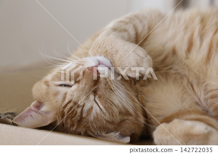 Daily scenery of cat parent and child Daily scenery of cat parent and child 142722035