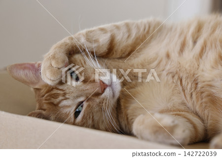 Daily scenery of cat parent and child Daily scenery of cat parent and child 142722039