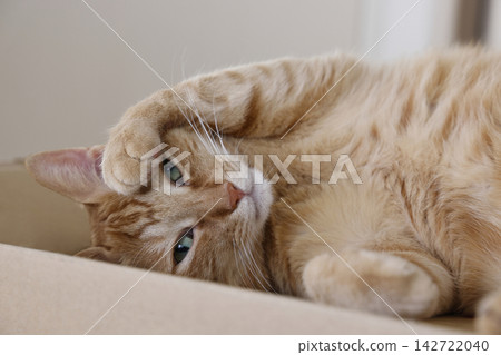 Daily scenery of cat parent and child Daily scenery of cat parent and child 142722040