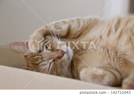 Daily scenery of cat parent and child Daily scenery of cat parent and child 142722043