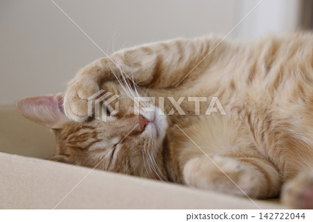 Daily scenery of cat parent and child Daily scenery of cat parent and child 142722044