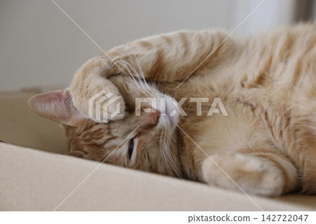 Daily scenery of cat parent and child Daily scenery of cat parent and child 142722047