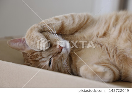 Daily scenery of cat parent and child Daily scenery of cat parent and child 142722049