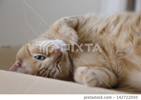 Daily scenery of cat parent and child Daily scenery of cat parent and child 142722050