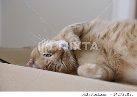 Daily scenery of cat parent and child Daily scenery of cat parent and child 142722053