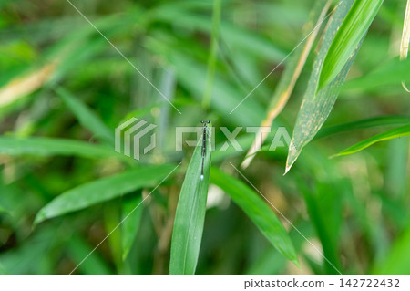 竹林中的豆娘 竹林中的豆娘 142722432
