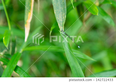 A damselfly in a bamboo thicket 142722433