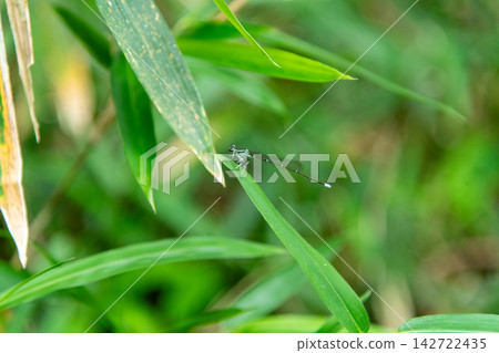 A damselfly in a bamboo thicket 142722435