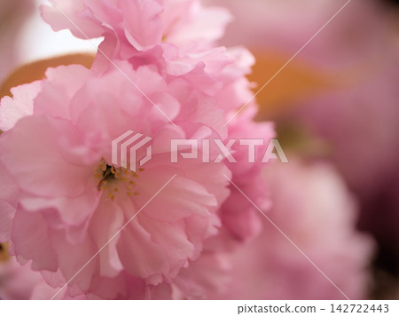 4月盛開的重瓣櫻花“關山” 4月盛開的重瓣櫻花“關山” 142722443