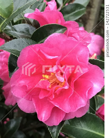 深粉紅色茶梅 深粉紅色茶梅 142722531