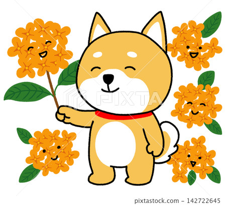 兩隻柴犬在橘色桂花的環繞下顯得很開心。 兩隻柴犬在橘色桂花的環繞下顯得很開心。 142722645