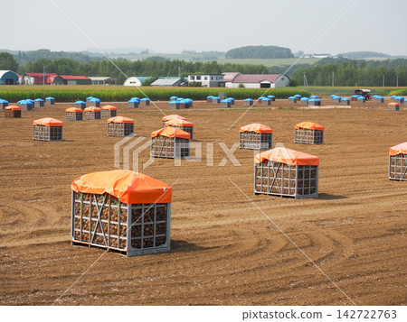 已收穫並放入容器中的洋蔥 已收穫並放入容器中的洋蔥 142722763