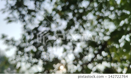 Blurred nature background featuring green foliage and bright white bokeh light Blurred nature background featuring green foliage and bright white bokeh light 142722764