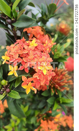 Vibrant orange Ixora flowers blooming in a lush green garden setting Vibrant orange Ixora flowers blooming in a lush green garden setting 142722786