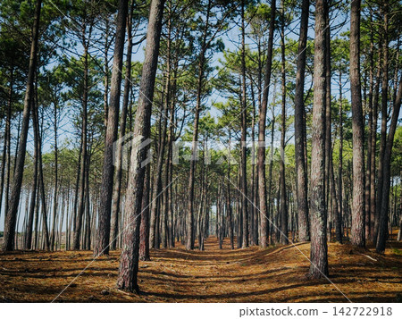 Pine tree forest in Ovar dunes perimeter Maceda 142722918