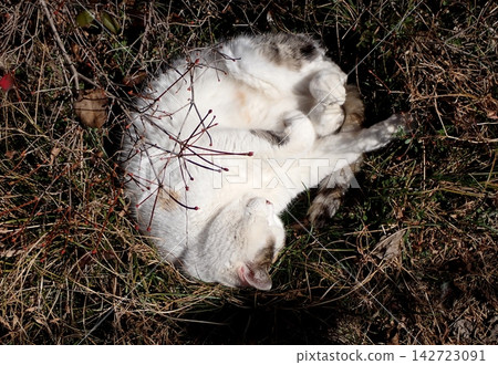 相鐵線星川站 Calico Cat Nyanmonite 142723091