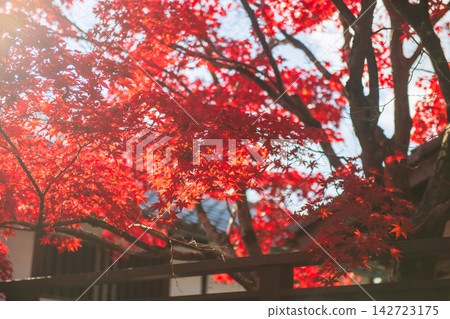 Red maple leaf at Manshuin temple fence in autumn, Kyoto Red maple leaf at Manshuin temple fence in autumn, Kyoto 142723175