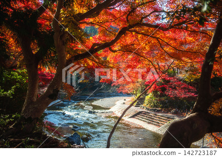Colorful maple tunnel by Takano river of Rurikoin Temple at fall, Kyoto Colorful maple tunnel by Takano river of Rurikoin Temple at fall, Kyoto 142723187