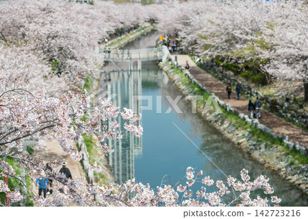 Aerial view of cherry tunnel by Dongsam Sea Stream in spring, Busan Aerial view of cherry tunnel by Dongsam Sea Stream in spring, Busan 142723216