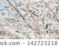 White Beotkkot cherry blossom at Dongsam Sea Stream, Busan 142723218
