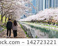 Korean couple walk along cherry tunnel at Dongsam Sea Stream, Busan 142723221