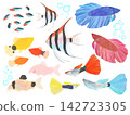 一組水彩風格的彩色淡水熱帶魚插圖。 142723305