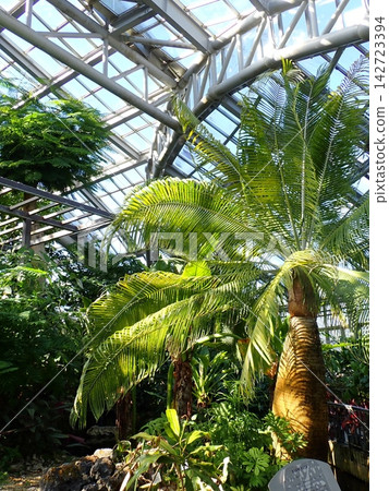 水棕櫚、溫室、京都府立植物園 水棕櫚、溫室、京都府立植物園 142723394
