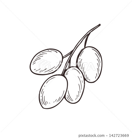 Hand drawn olives, plums, or dates berries hanging on thin branch vector isolated illustration. Monochrome wild fruits on stem black and white drawing for healthy eating concept, botanical posters. Hand drawn olives, plums, or dates berries hanging on thin branch vector isolated illustration. Monochrome wild fruits on stem black and white drawing for healthy eating concept, botanical posters. 142723669