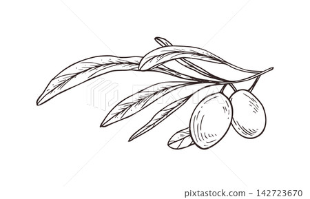Olive branch with narrow leaves and two berries illustration in sketch style. Hand drawn Mediterranean plant etching. Monochrome botanical fruit twig for food menu, olive oil packaging Olive branch with narrow leaves and two berries illustration in sketch style. Hand drawn Mediterranean plant etching. Monochrome botanical fruit twig for food menu, olive oil packaging 142723670