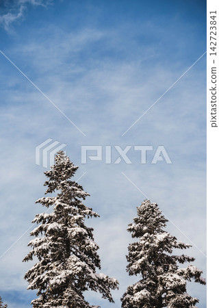 Snow Covered Pine Trees against Blue Sky Snow Covered Pine Trees against Blue Sky 142723841
