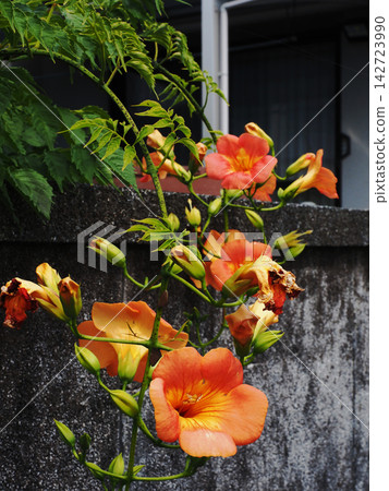 橘色凌霄花和花蕾(從牆上看的凌霄花) 橘色凌霄花和花蕾(從牆上看的凌霄花) 142723990