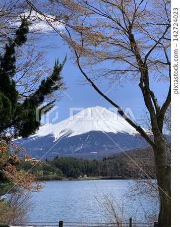 透過湖邊的樹木,可以看到白雪皚皚的富士山。 透過湖邊的樹木,可以看到白雪皚皚的富士山。 142724023