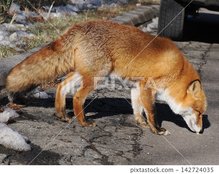 A fluffy red fox in its winter coat. A fluffy red fox in its winter coat. 142724035