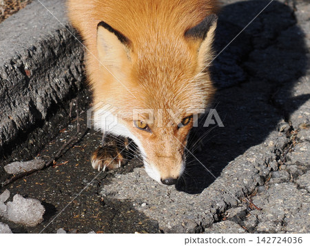 A fluffy red fox in its winter coat. A fluffy red fox in its winter coat. 142724036
