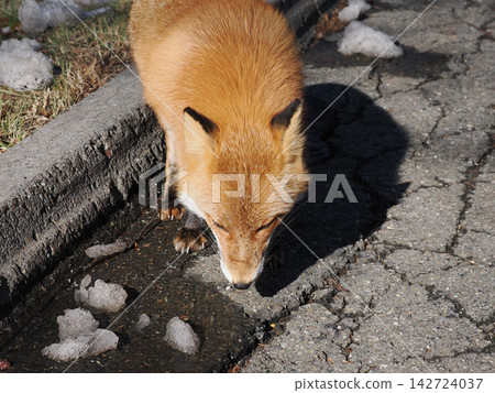 A fluffy red fox in its winter coat. A fluffy red fox in its winter coat. 142724037