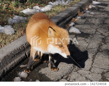 A fluffy red fox in its winter coat. A fluffy red fox in its winter coat. 142724038