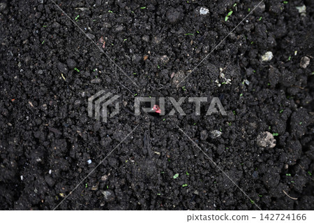 Corn seeds that will sprout Corn seeds that will sprout 142724166