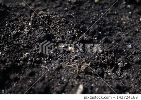毛豆種子發芽 毛豆種子發芽 142724169