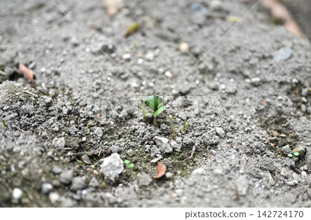 Edamame with growing leaves Edamame with growing leaves 142724170