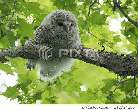 A young Ural owl waiting for its parents in a tree. A young Ural owl waiting for its parents in a tree. 142724199