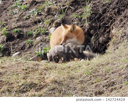 The little fox that came out with its mother The little fox that came out with its mother 142724429