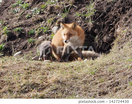 The little fox that came out with its mother 142724430