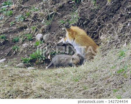 The little fox that came out with its mother 142724434