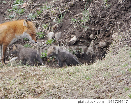The little fox that came out with its mother 142724447