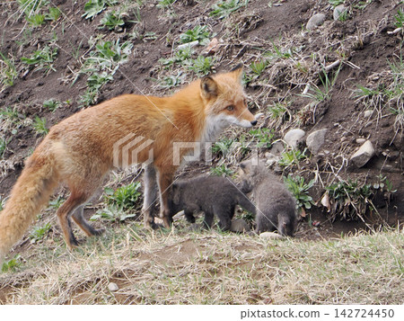 The little fox that came out with its mother The little fox that came out with its mother 142724450