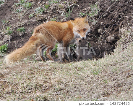 The little fox that came out with its mother The little fox that came out with its mother 142724455